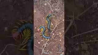 nature centipede animals echinocereus insects wildlife reptiles art gokudrawingsupersaiyan [upl. by Skerl]