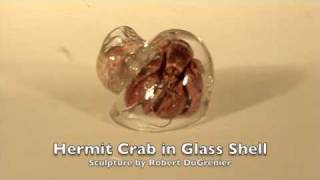 Hermit Crab in Glass Shell [upl. by Orabla]