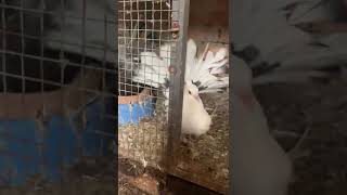 American fantail female black tail short viral pigeon birds kabootar shortsfeed [upl. by Aekan499]