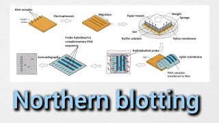 Northern blotting  Nucleic acid hybridization [upl. by Dobb]