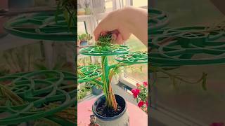 Grow portulaca from cuttings bonsai flowers plants gardening diy portulaca shortvideo [upl. by Wash843]