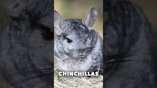 Chinchillas  Fast Facts [upl. by Lleder]