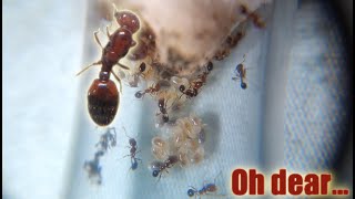 Uh oh Solenopsis Geminata Founding Queen Week 8 [upl. by Nyahs281]