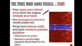 The three blood vessels  Arteries Capillaries and veins GCSE Science [upl. by Merwyn825]