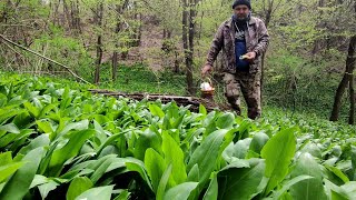 PRIN PĂDURE 🌳CU PÂRJOALE DE GHEBE 🌳ÎN CĂUTAREA ZBÂRCIOGILOR [upl. by Korenblat]