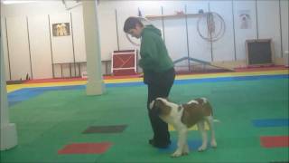 Clicker training loose leash walking [upl. by Ihab]