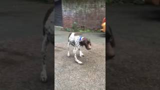 Dog with severely bowed legs learns to walk again [upl. by Desdee728]