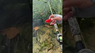 Best fishing rod in cheap rate viralvideo shorts youtubeshorts [upl. by Ylro]