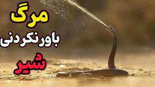 شیرهای کنجکاو در مقابل کبرای مرگبار  نبردی فراموش نشدنی  مستند حیات وحش [upl. by Jb866]