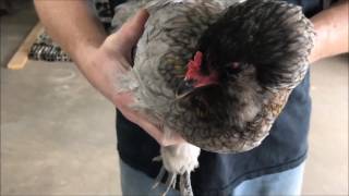 How To Check Chickens for Mites amp Lice [upl. by Nired238]