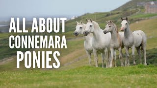 Connemara Ponies – Everything You Need to Know [upl. by Aiehtela]