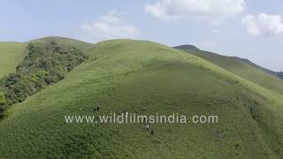 Kyatanamakki Hill Station aerials  Trekking in Western India  Aerial view of trekkers [upl. by Aljan]