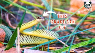 This Snake Can Fly [upl. by Cathlene47]