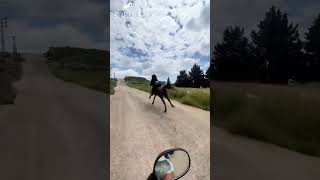 horse and car race  horse riding shorts horse youtubeshorts horseriding youtube [upl. by Enileda]