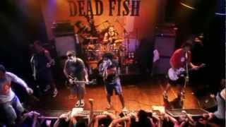 MTV Apresenta Dead Fish Show Completo [upl. by Avik163]