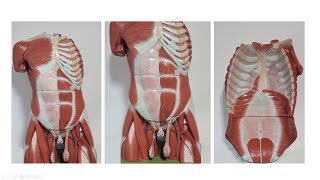 Anterolateral Abdominal Wall  1 part [upl. by Anilrahc]