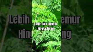 dr Cahyono Daun Herbal Perlu Proses Yang Tepat [upl. by Fennell10]