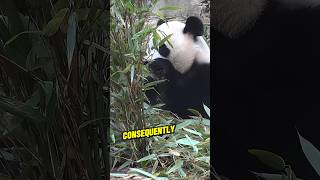 Why Pandas Endangered Despite No Natural Predators shortsviral shortsfeed shortsvideo shorts [upl. by Marleen]