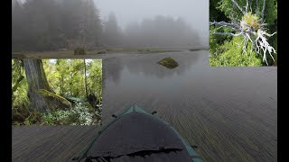 Ep 35  Paddling and hammock camping with wolves  Pt 3 Meares Island and Big Tree Trail [upl. by Egedan715]