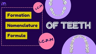 Dental Anatomy Nomenclature Formation Teeth Formula  Timeline of Eruption  Animated Explanation [upl. by Eissahc]