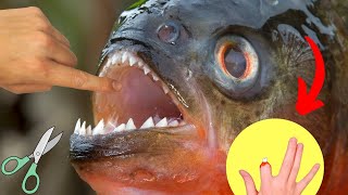 Piranha Fish Cutting Like Scissors  Piranha Fish Scissors like Teeth [upl. by Drawyeh]