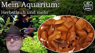 Herbstlaub und mehr  Mein Aquarium 29 [upl. by Bardo]