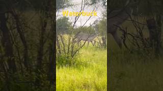 Waterbuck is spotted [upl. by Onil]