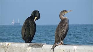 Vranjeka  Phalacrocorax aristotelis Linnaeus 1761 [upl. by Hally]