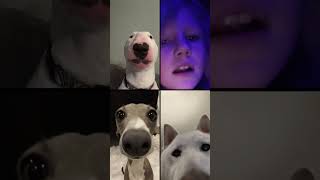 The only song dogs react to [upl. by Drolyag3]