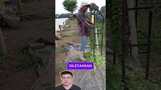 perapihan daun tanaman shorts reaction trending [upl. by Woll523]