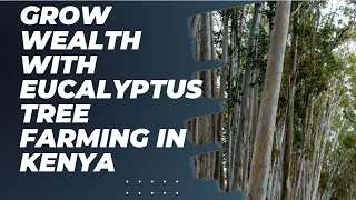 Unlocking Prosperity Grow Wealth with Eucalyptus tree farming in Kenya [upl. by Uno]