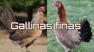 Gallinas para cría gallinas finas puras Cual Linea es tu favorita15 mejores lotes de gallinas finas [upl. by Mayce]