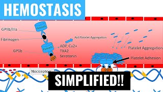 Hemostasis and Blood Coagulation Intrinsic and Extrinsic Pathways of Blood Clotting  Panmedicad [upl. by Aneekahs]