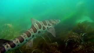 Snorkeling with Leopard Sharks in La Jolla CA [upl. by Eenttirb201]