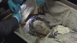 quotAstonishinglyquot wellpreserved 17th century mummy found [upl. by Freed294]