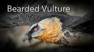 Bearded Vulture  Spain Also known as the Lammergeier [upl. by Shaina]