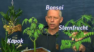 Bonsai Indoor Kapok und Sternfrucht Anzucht [upl. by Camilo744]