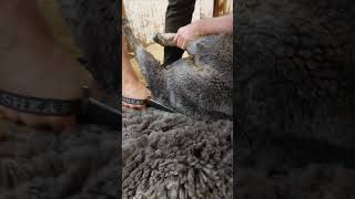 Beautiful corriedale wool being blade shorn [upl. by Aihsit]