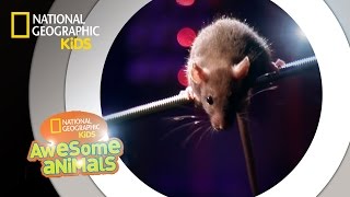 Rat Genius  Awesome Animals [upl. by Wiley343]