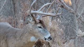 White tailed Deer [upl. by Rosen]