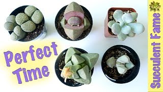 When and WHEN NOT TO Repot your Succulents Timing is Important [upl. by Dazhehs]