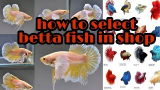 how to select new betta fish on shop in tamil [upl. by Enilekaj]