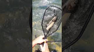 Nice Rainbow Trout On A Jig fishing trout troutfishing [upl. by Bunni362]