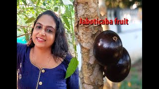 Jabotica fruit grown in Kerala  Veliyath gardens  Sreekumar 9544280007menon9544280007 [upl. by Laon272]