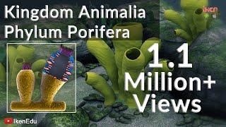 Learn Biology Kingdom Animalia Phylum Porifera iKen  iKen Edu  iKen App [upl. by Ahsiuqal733]