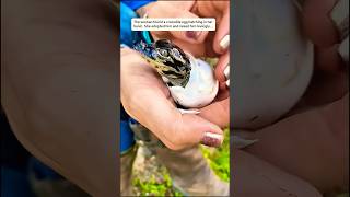 ❤️The woman found a crocodile egg hatching in her hand ❤️ animalrescue [upl. by Hutchins903]