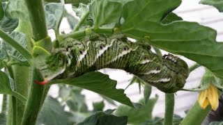 Tobacco Hornworm [upl. by Eugor]