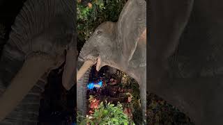 Rainforest cafe animatronic elephant ￼ [upl. by Wohlert]