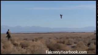 Hunting Jackrabbits With Falcon and Dogs [upl. by Christalle]