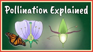 Pollination Explained [upl. by Attelra]